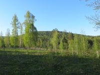 Гора Маук. Автор: Андрей Травкин (http://www.panoramio.com/photo/130846265)