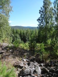 Вид с Еремеевской копи на хребет Таганай. Автор: Евсеев А.А. (http://geo.web.ru)