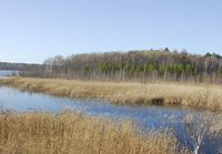 Озеро Биляшкуль. Тростник.