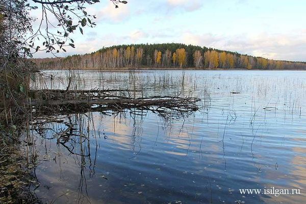 Поваленные деревья на берегу озера Пыхово. Автор: isilgan (Канов Михаил).