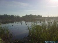 Озеро Каинкуль. Заросли.