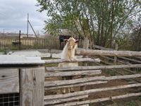 Животные на ферме в поселке Полянный.