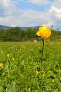 Природный парк «Иремель». Купальница европейская.