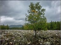 Большая каменная река. Место: Таганай. Автор: Lunargeorge