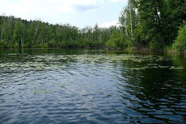 Полузаросший кувшинками заливчик. Автор: Евгений Клавдиенко (ssgen)