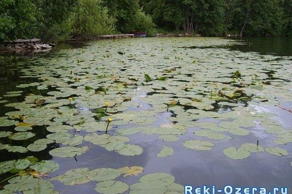 Озеро Теренкуль. Заросли кувшинки. Автор: Костенко О.